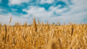 corn field